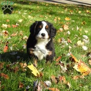 jasper, Bernese Mountain Dog Puppy